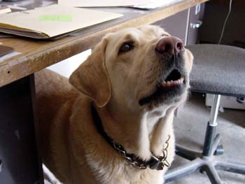 Bob the Dog
